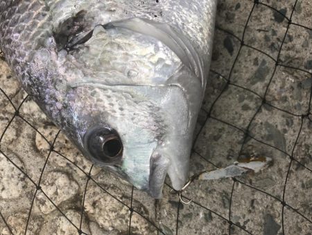 チヌトップ風で断念