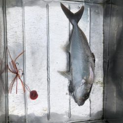 徳島県南レンタルボートでシオ