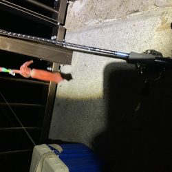 一年ぶりのケンサキ