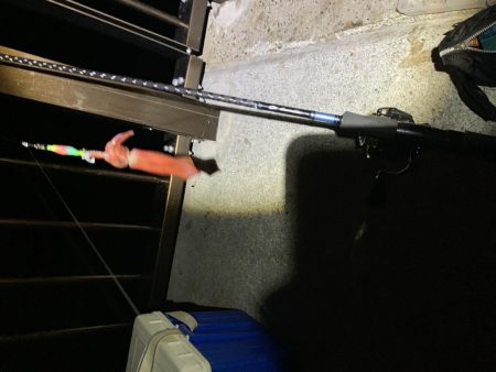 一年ぶりのケンサキ