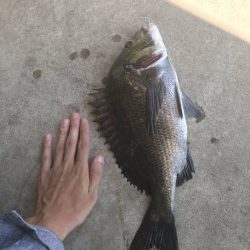 トップチヌと投げ釣り