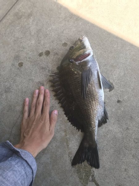 トップチヌと投げ釣り