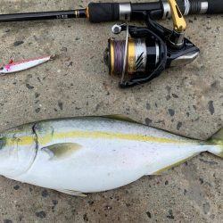 爆釣シオ！ ツバス！ カマス！