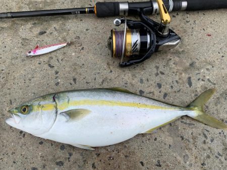 爆釣シオ！ ツバス！ カマス！