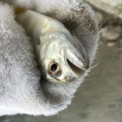 サイズアップメッキ！