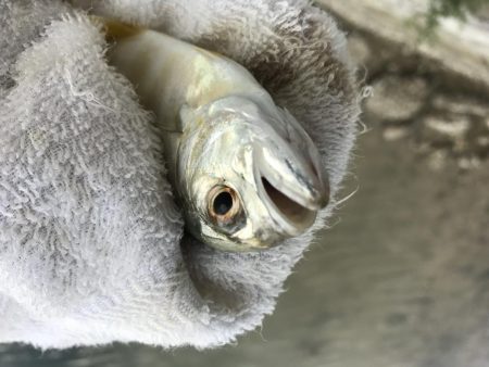 サイズアップメッキ！