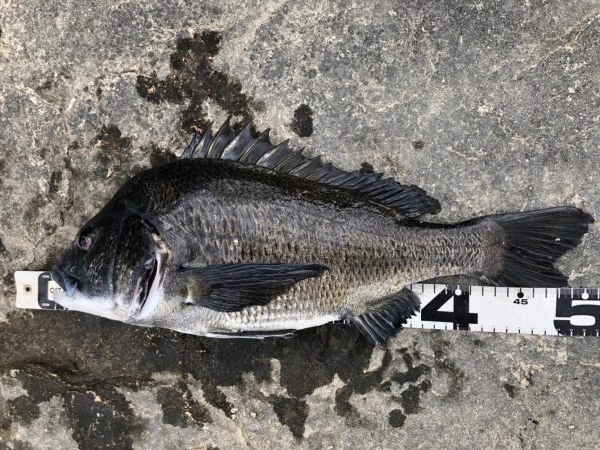 イチノ兄弟、釣果！