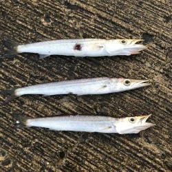 夏のライトショアジギング7