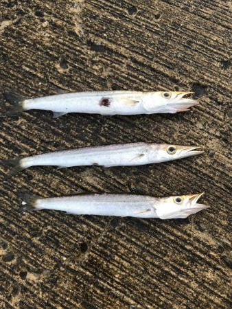 夏のライトショアジギング7