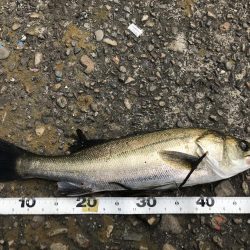 岸ジギバラし続き