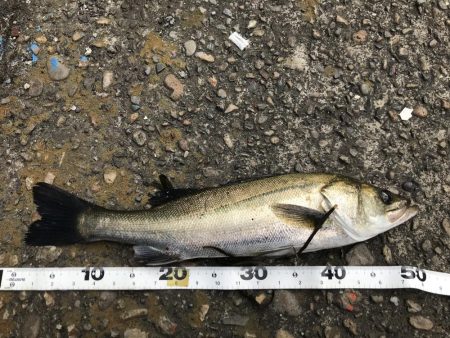 岸ジギバラし続き