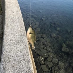 コッパグレ釣り