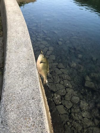 コッパグレ釣り