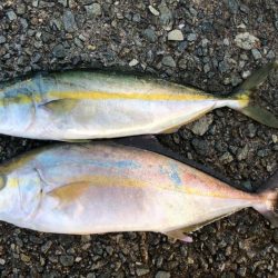 朝まずめ釣行②