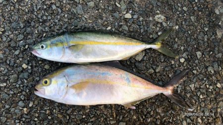 朝まずめ釣行②