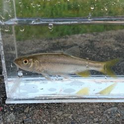 稲美町・小物釣り