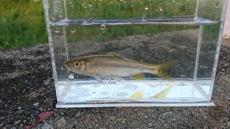 稲美町・小物釣り