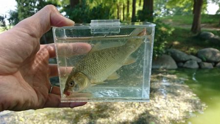 天満大池公園・小物釣り