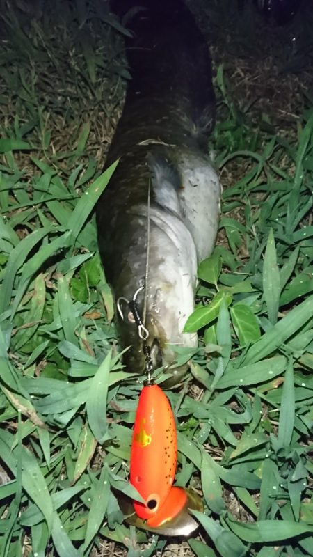 夕まずめのナマズ釣り