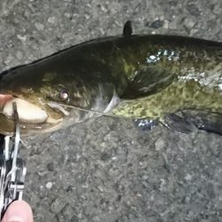 でかナマズ釣り
