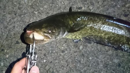 でかナマズ釣り