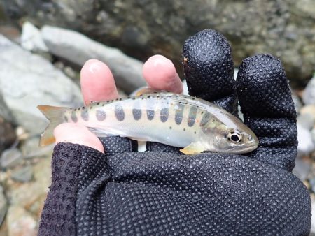 揖保川渓流釣り