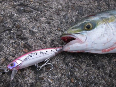 ツバスが釣れました