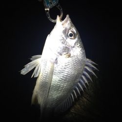 台風明けの偏食パターン？？