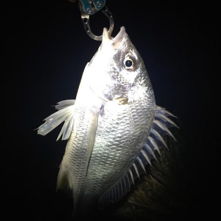 台風明けの偏食パターン？？