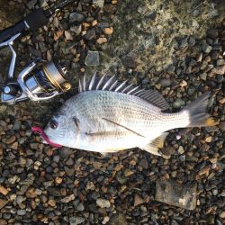 淀川デイゲーム　リアクションバイト