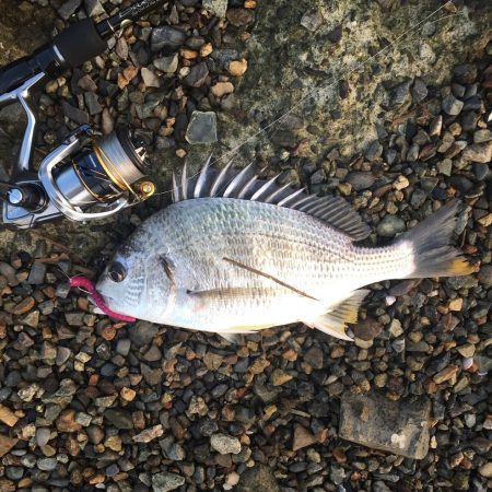 淀川デイゲーム　リアクションバイト