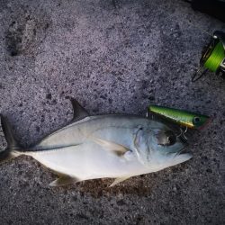 久しぶりにポッパーでの釣果