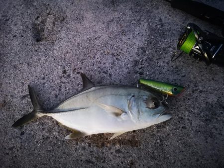 久しぶりにポッパーでの釣果