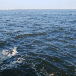 やっと悲願のタコ