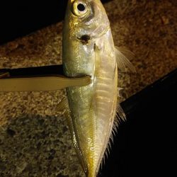 アジング　そこそこ釣れた