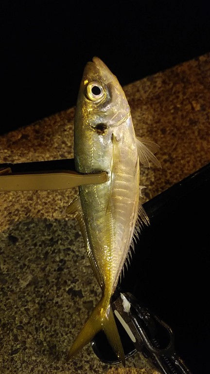 アジング　そこそこ釣れた