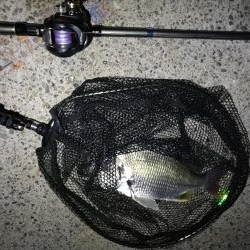 南港ヘチ釣行 (8/4 8月イン南港ヘチ。。キビレチヌ32cm など 釣果有り)