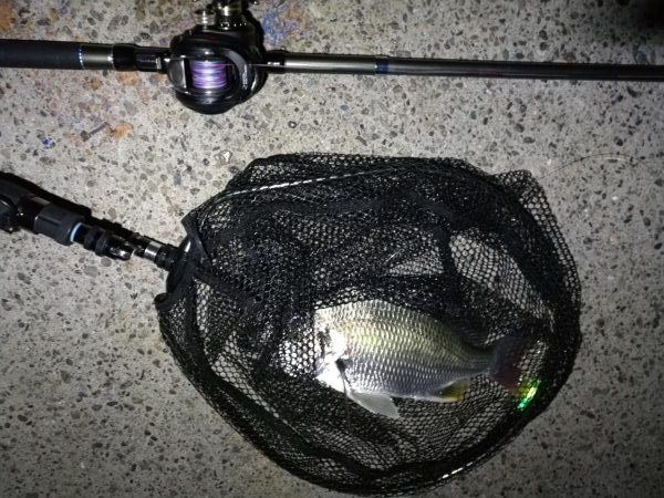 南港ヘチ釣行 (8/4 8月イン南港ヘチ。。キビレチヌ32cm など 釣果有り)