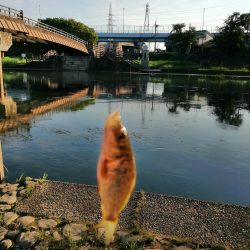 たびたび夕涼み