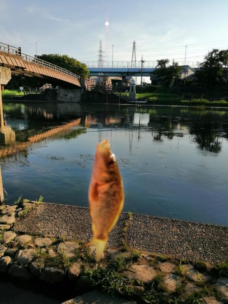 たびたび夕涼み