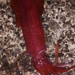 マダコとシロイカ