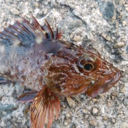 今日は急遽ガシリング