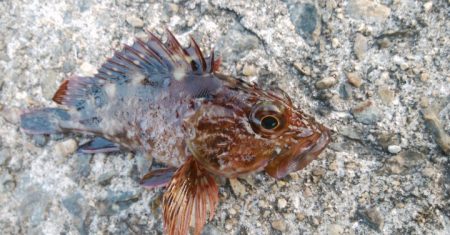 今日は急遽ガシリング