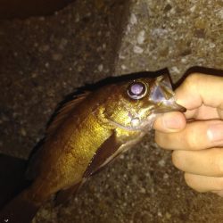 久々の探り釣り