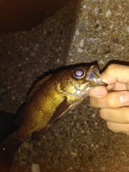 久々の探り釣り