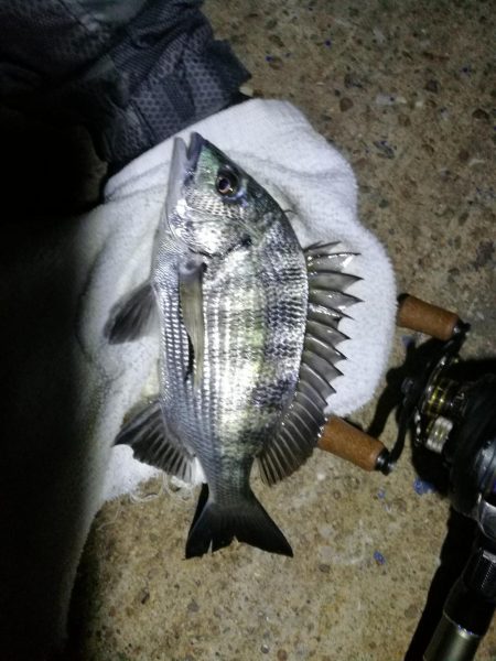 南港ヘチ釣行 (8/8 ダブル台風の吹く南港ヘチ。。真チヌ、キビレチヌ、ガシラ釣果有り)