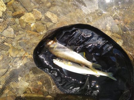 上桂川花背での鮎釣り