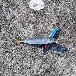 気合いのショアジギ