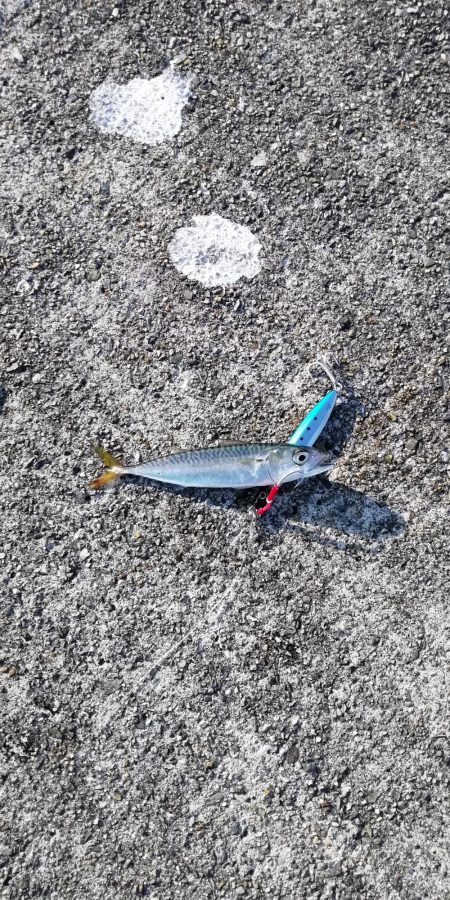 気合いのショアジギ