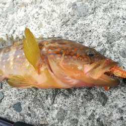 ロックフィッシュ